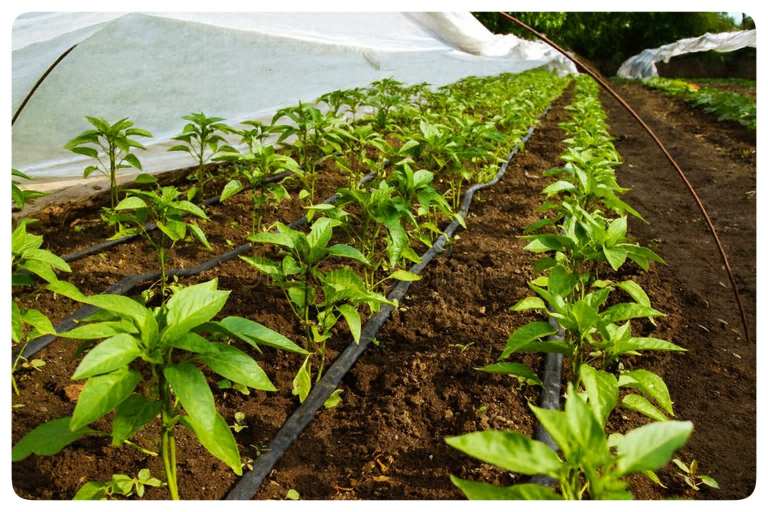 بهترین نوار تیپ