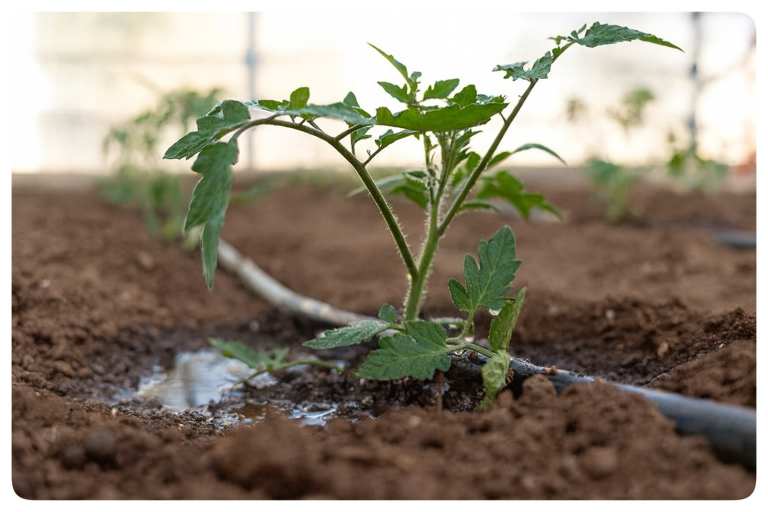 نوار آبیاری