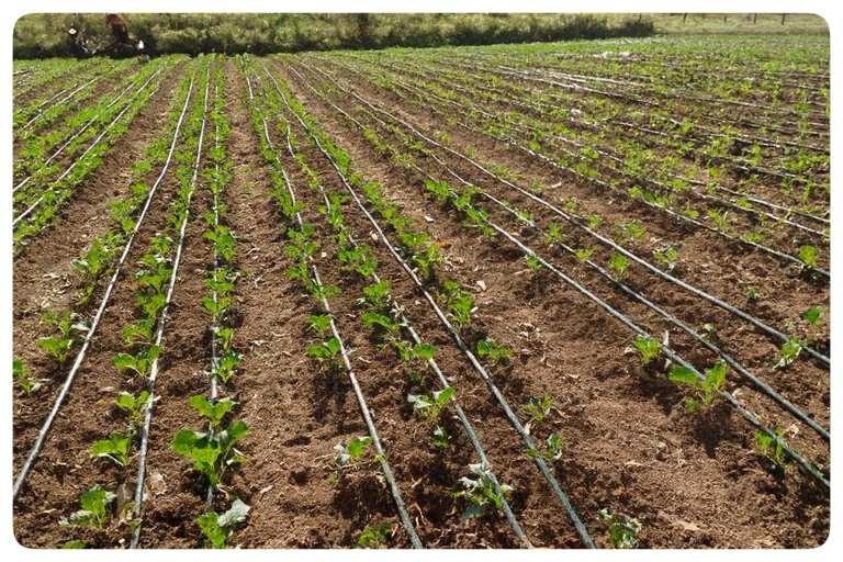 بهترین نوار تیپ برای صیفی و سبزی