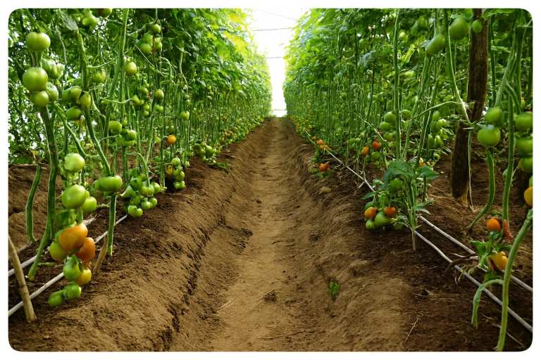 نوار تیپ برای گلخانه