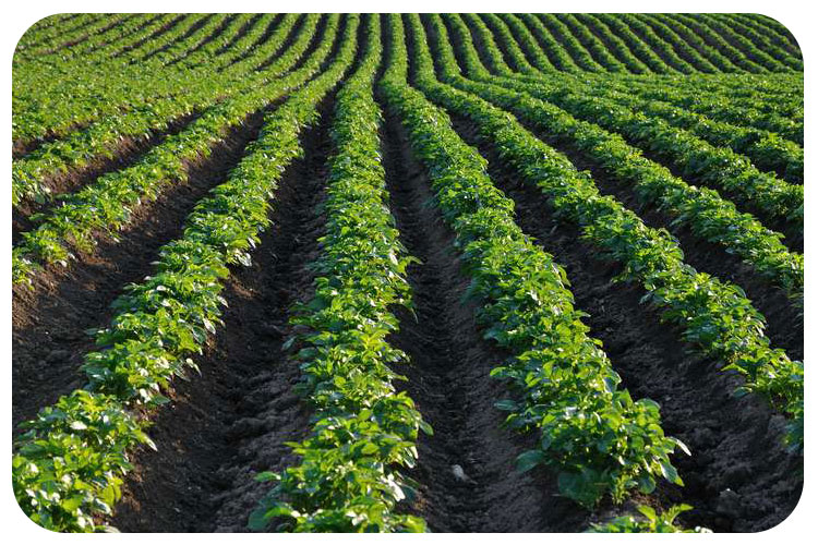 نوار تیپ یا لوله معمولی ؟