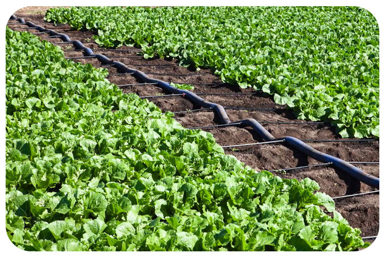 در هر هکتار چقدر نوار تیپ نیاز داریم؟