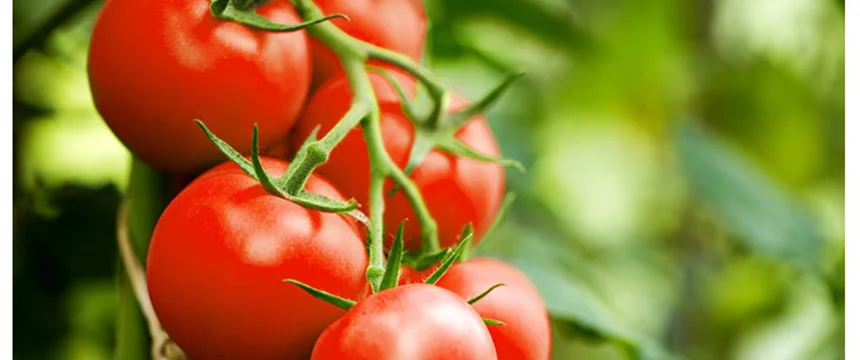 گوجه فرنگی گلخانه ای آدمیرال را بهتر بشناسید