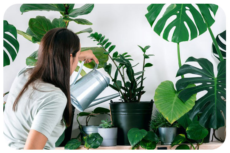 گیاهان آپاراتمانی با نگهداری آسان