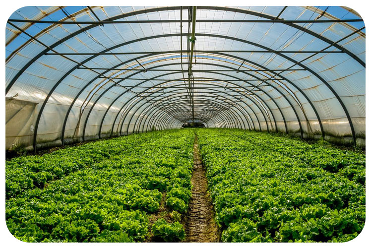 گلخانه داری موفق در کمتر از یک هکتار!