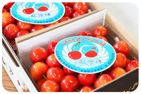 باغداری گیلاس به سبک ژاپنی ها