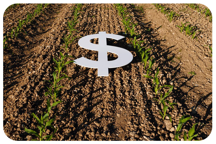 وام کشاورزی برای سیستم آبیاری قطره‌ای