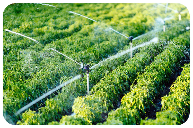 تجهیزات آبیاری بارانی مورد نیاز من چیست؟