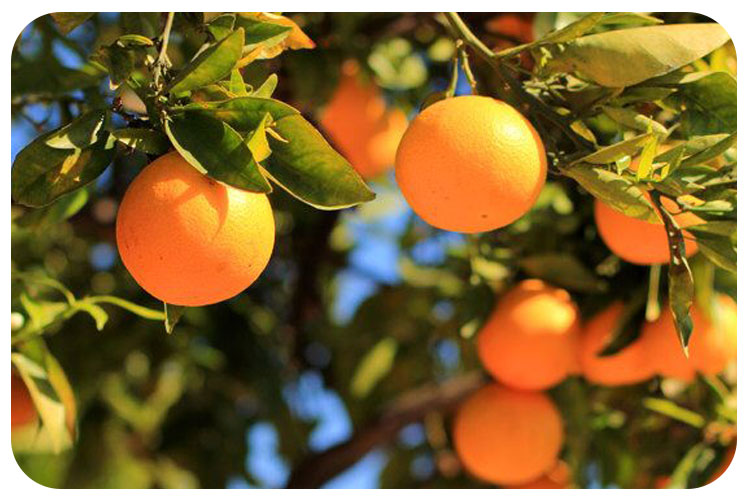 چگونه نهال مرکبات بکاریم؟