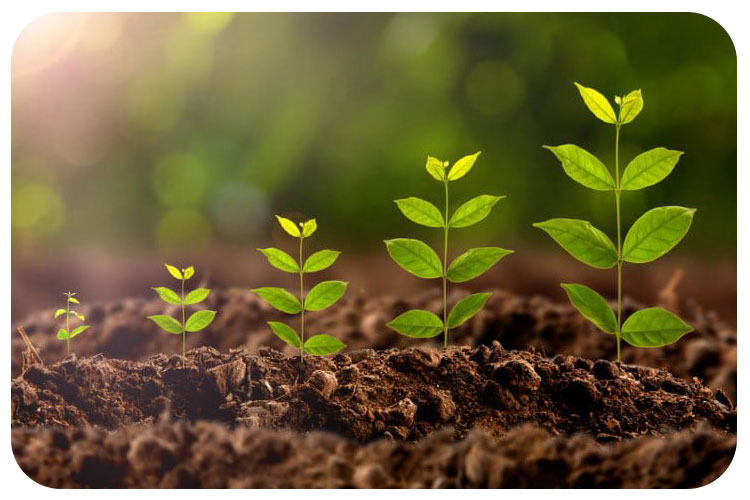 نوار آبیاری قطره ای چگونه باعث افزایش رشد گیاهان می‎شود؟