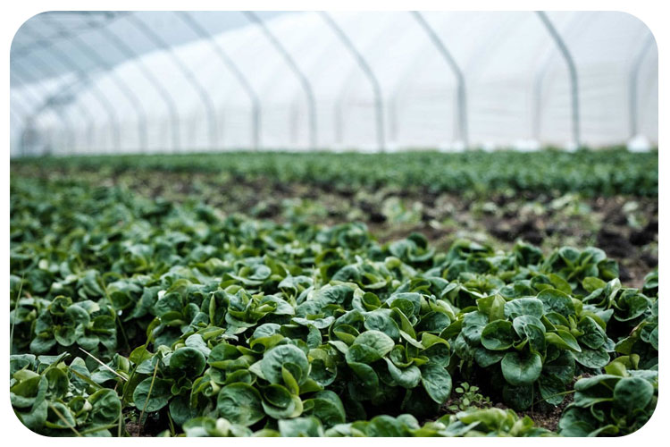 شیر برقی مه‌پاش را از کجا تهیه کنیم؟