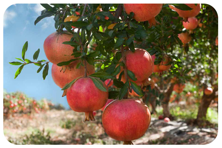 آفت کرم گلوگاه انار چیست و چطور میتوانیم با آن مبارزه کنیم؟