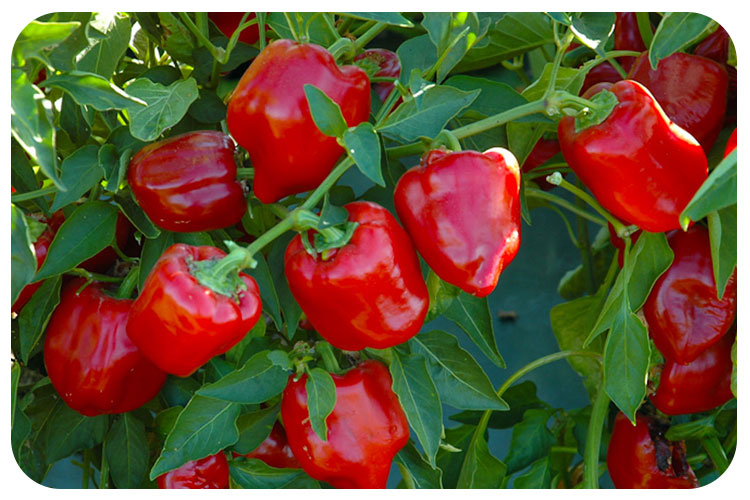 هیدروپونیک در گلخانه ی فلفل دلمه ای