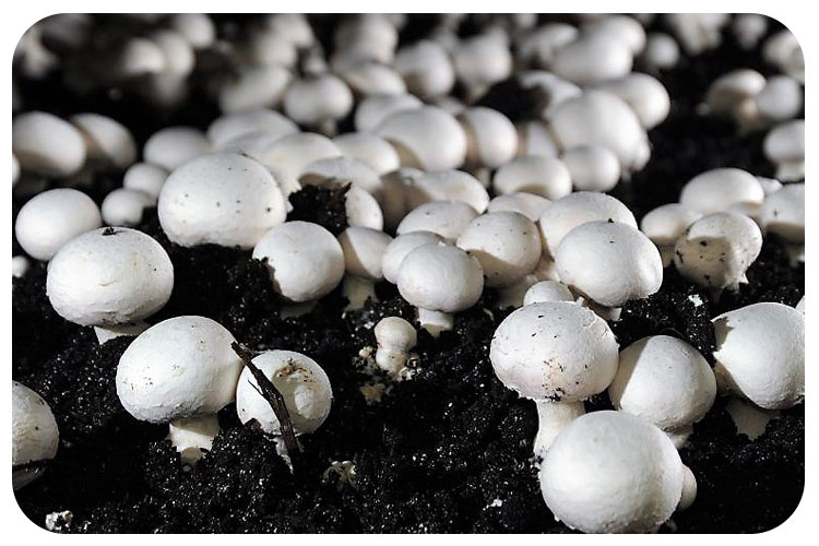 مه‌پاش پرورش قارچ چه ویژگی ای دارد؟