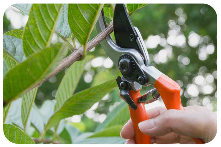 هرس بدون ترس!