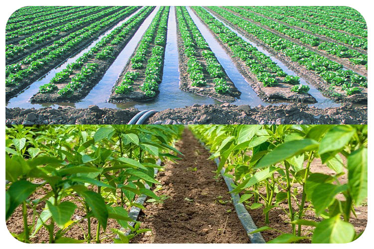 تاثیر تغییر آبیاری سطحی به قطره ای