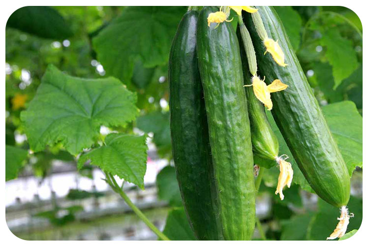 خیار فضای باز ممتاز چه ویژگی هایی دارد؟