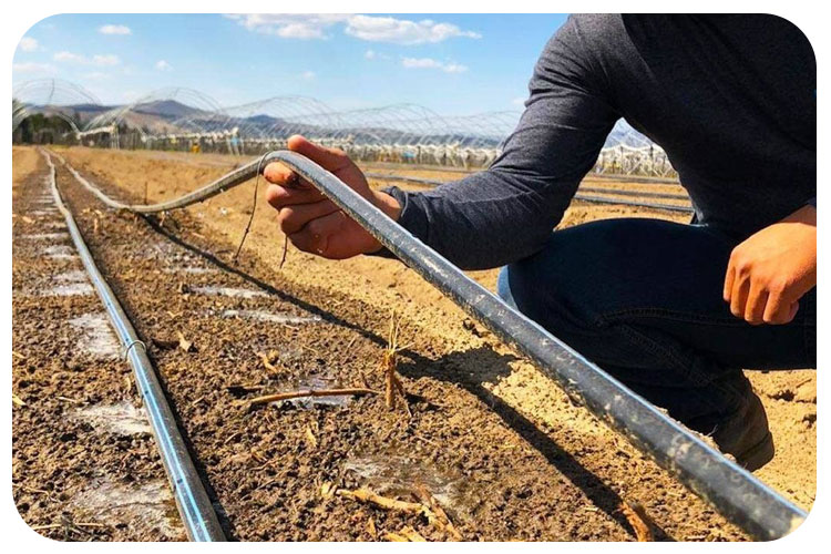 لوله دریپر دار بهتر است یا لوله 16 قطره ای