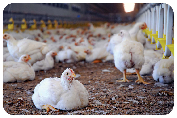 مه پاش در مرغداری و کاربرد های ماثر آن