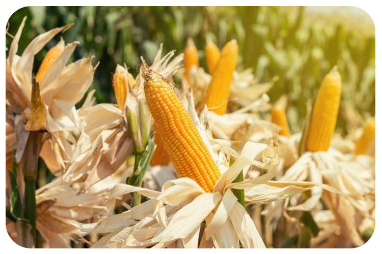 کشت ذرت به بهترین شکل!